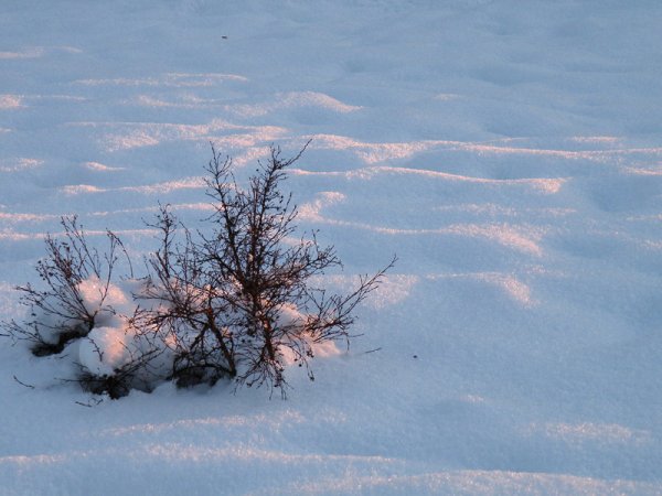 Праздник глубокого снега