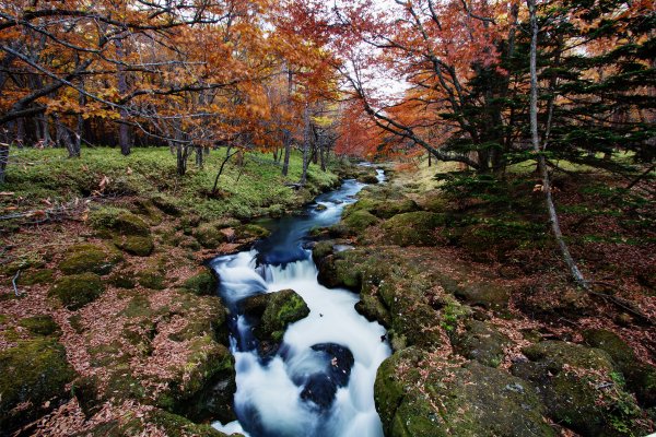 Осенний лес с ручьем