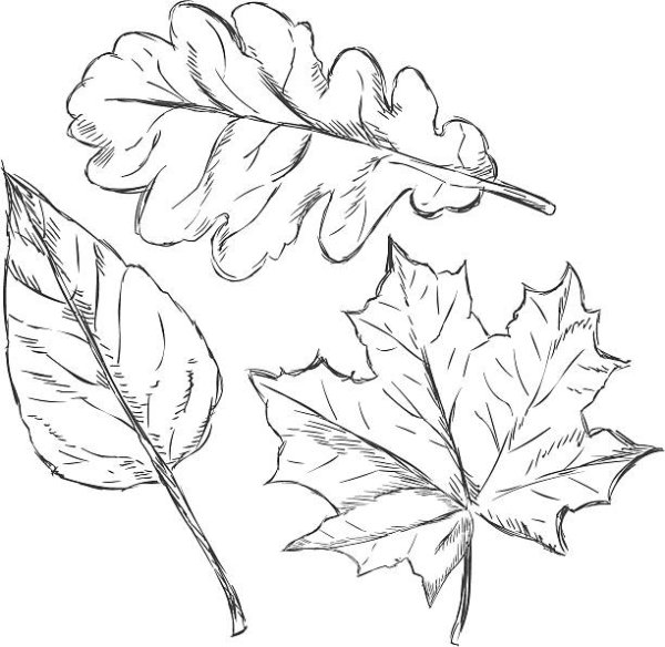 Скетч осенние листья и травы