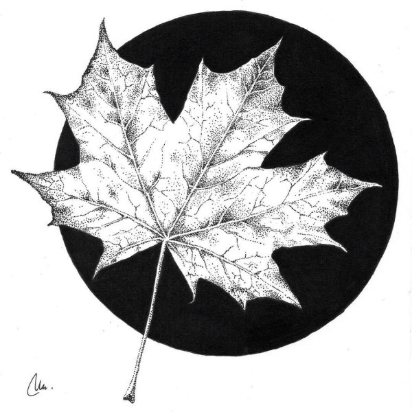 Листья эскиз