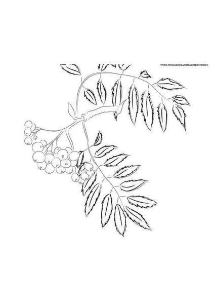 Рисование листьев рябины