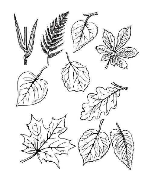 Листья деревьев