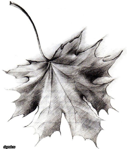 Кленовый лист рисунок карандашом