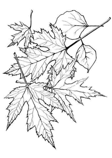 Эскиз листьев
