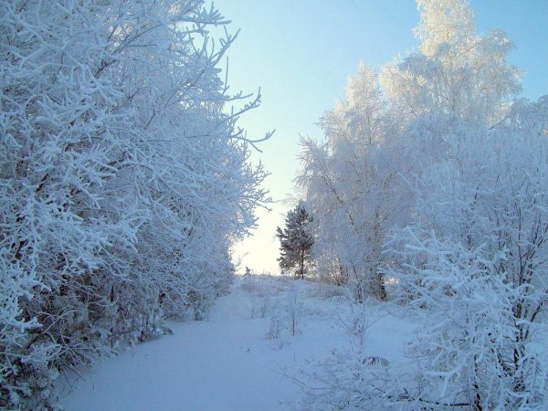 Иркутск лес зимой