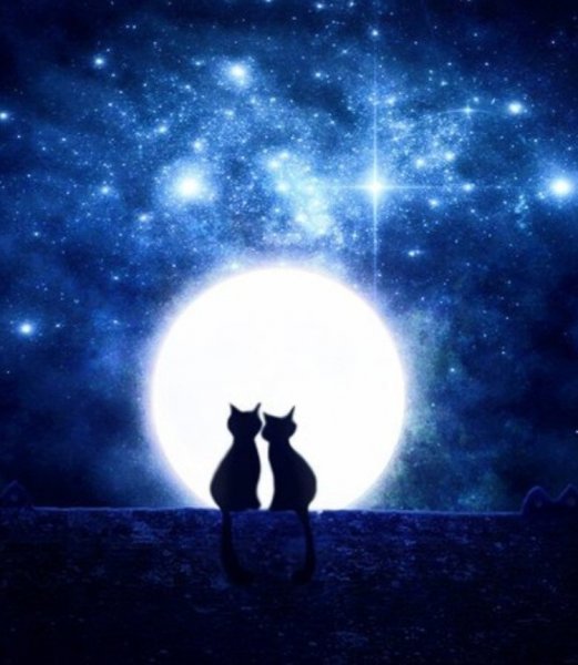 Две кошки на фоне Луны