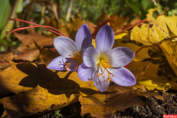 Крокус осеннецветущий