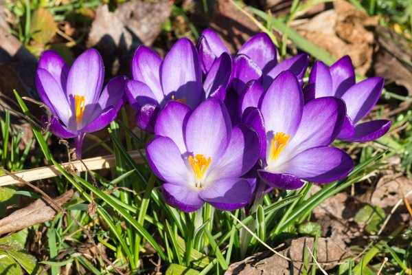 Крокус осенний