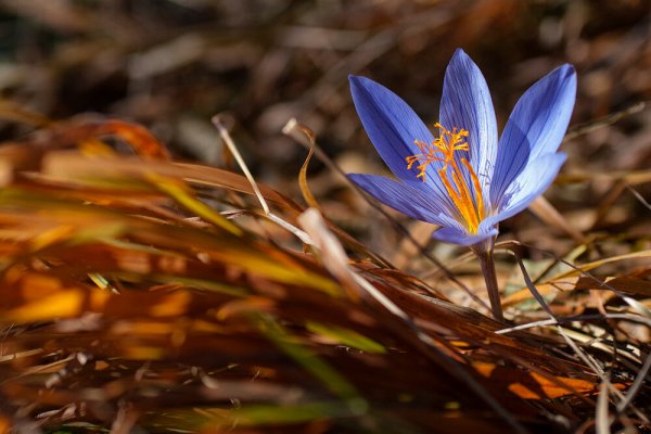 Крокус Шафран осенний