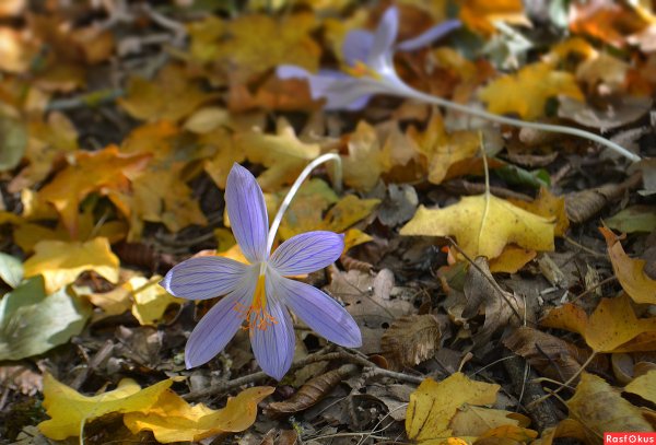 Крокус Шафран осенний
