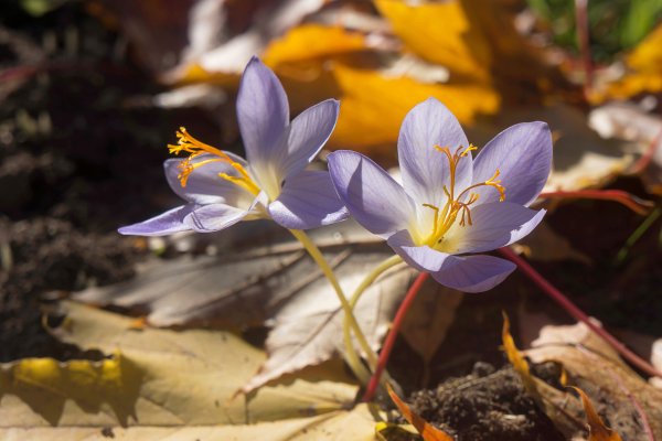 Крокус осеннецветущий Кассиопея