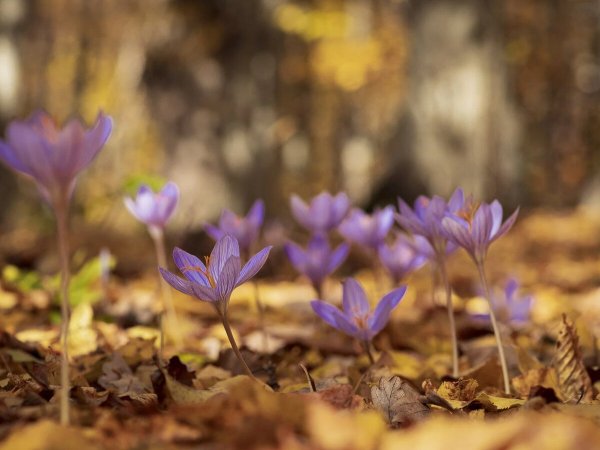 Демерджи крокусы