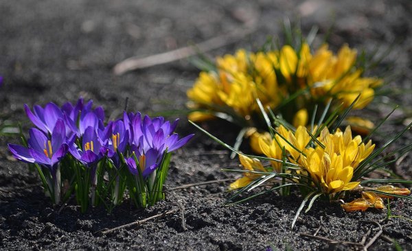 Осенние цветы похожие на крокусы