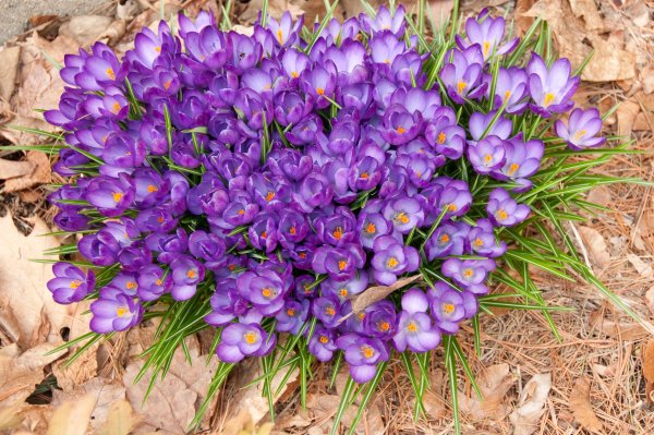 Крокусы многолетники