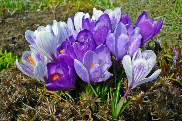 Крокус весенний ремеберанс