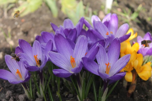 Шафран первоцвет