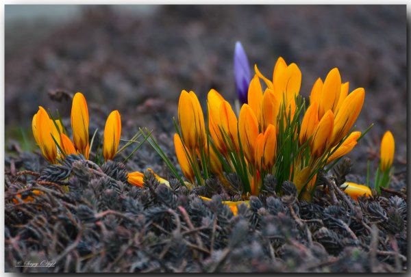 Крокус осенний