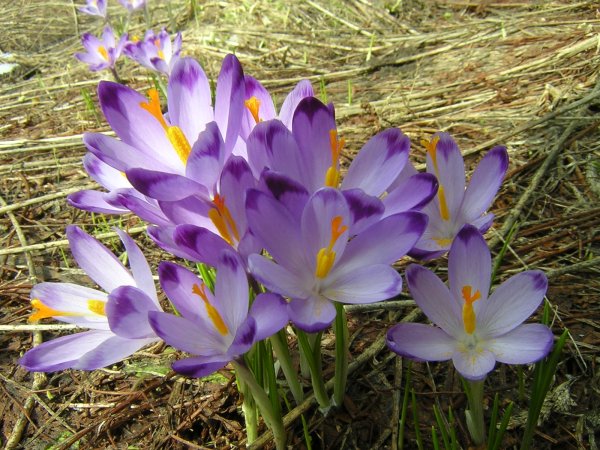 Реал тач крокусы