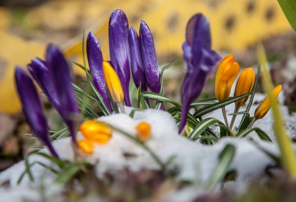 Крокусы и подснежники