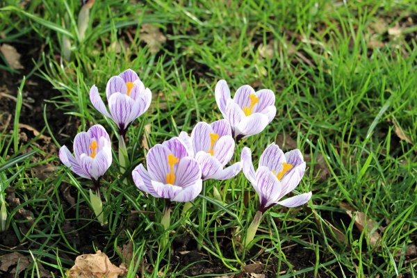 Крокус Королькова