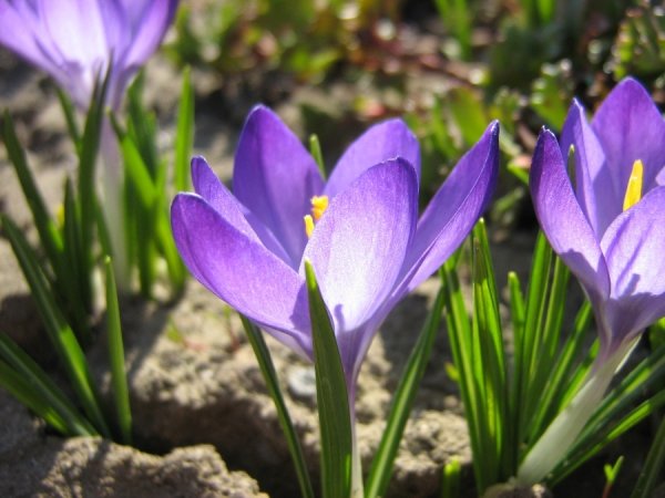 Крокус Шафран осенний