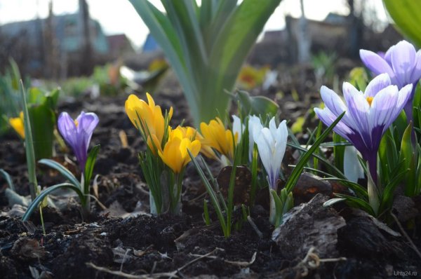 Осенние крокусы фото и названия