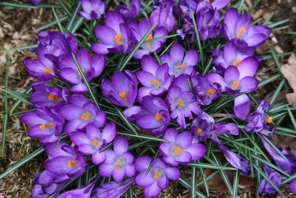 Крокус Баррз Пурпл