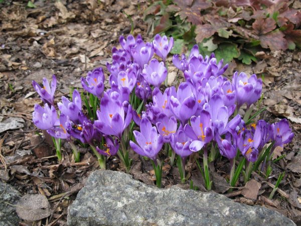 Крокус Шафран осенний цветение