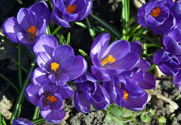 Осенние цветы похожие на крокусы