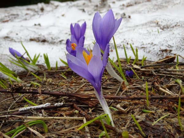 Крокус Шафран осенний