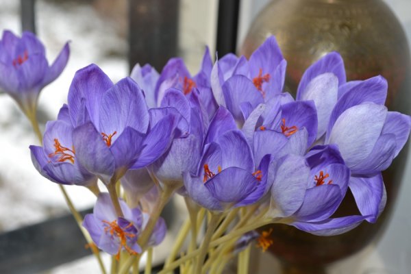 Безвременник и Шафран