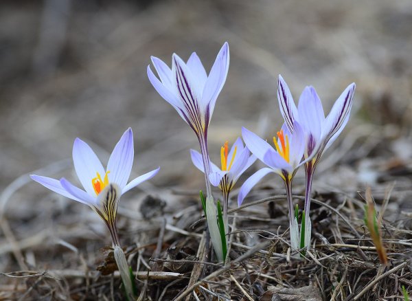 Крокус Королькова