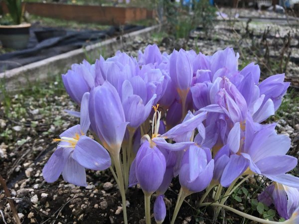 Крокус осенний безвременник