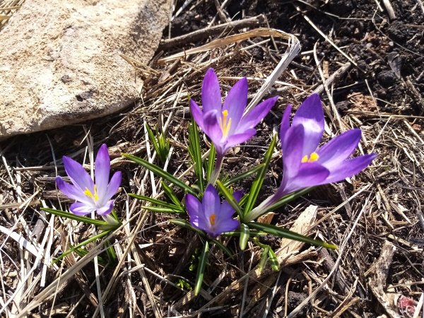 Крокус Шафран осенний