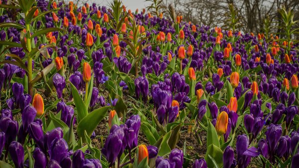 Луковичные цветы крокусы