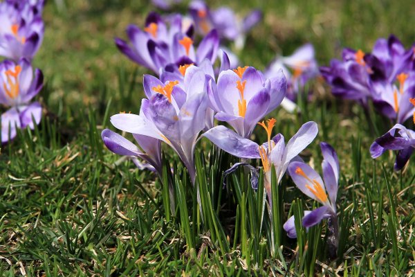 Крокус Шафран осенний