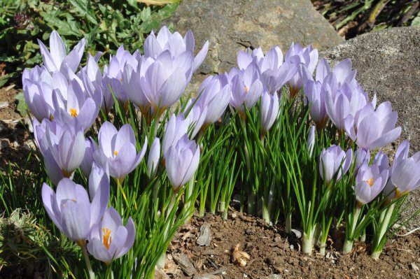 Крокус осенний безвременник