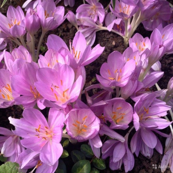 Безвременник Шовица