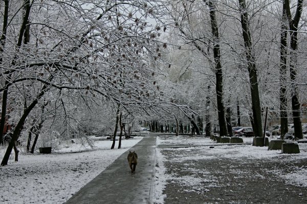 Мартовский снегопад