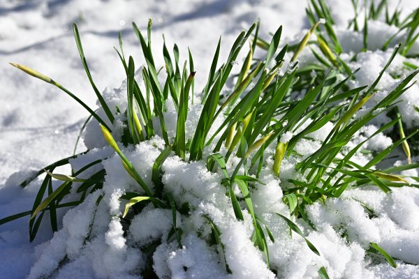 Зимой наступила Весна