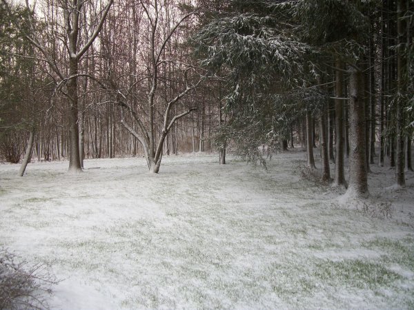 Лес припорошенный снегом