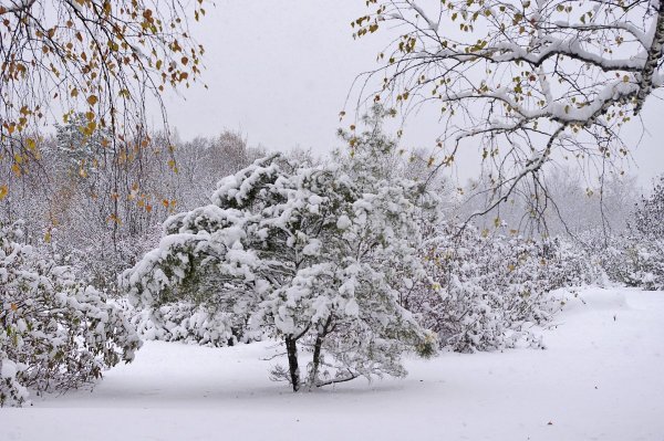 Поздняя осень снег