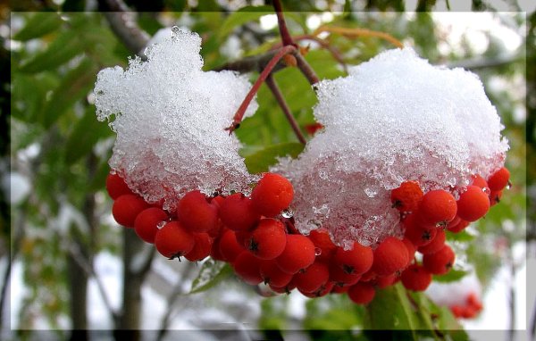 Снежный ноябрь