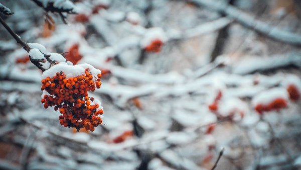 Первый снег