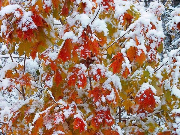 Первый снег