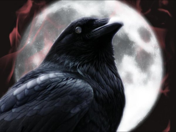 Ворон на фоне Луны