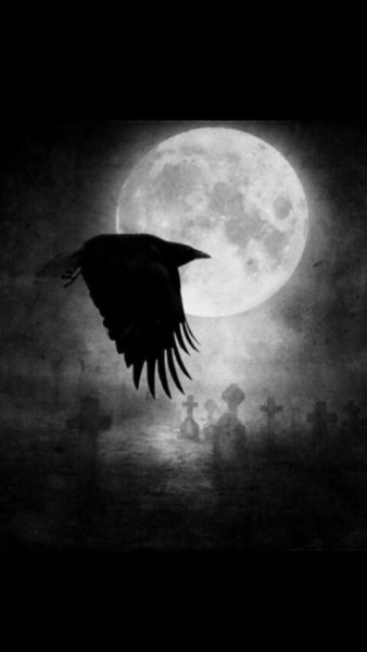 Ворона на фоне Луны