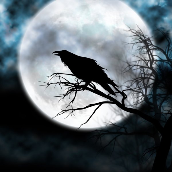 Ворон на ветке