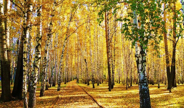 Березовая аллея Березники