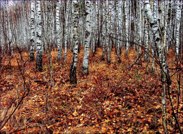 Осенний пейзаж Березняк